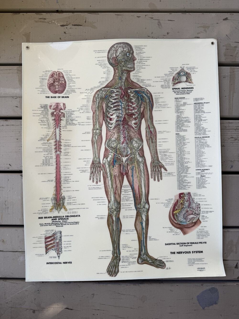Vintage Peter Bachin Anatomical Chart The Nervous System Poster Grommets 20x26